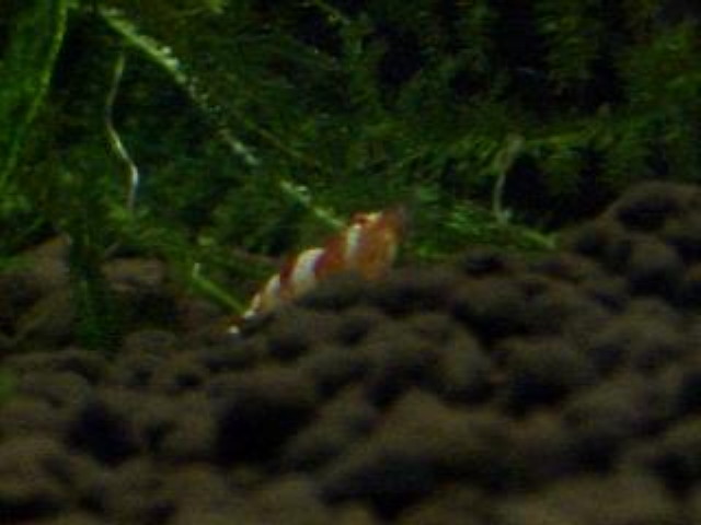 img0294.jpg