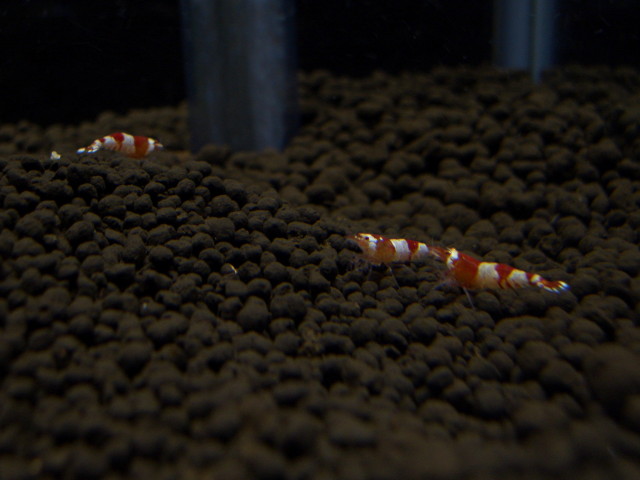 img0313.jpg