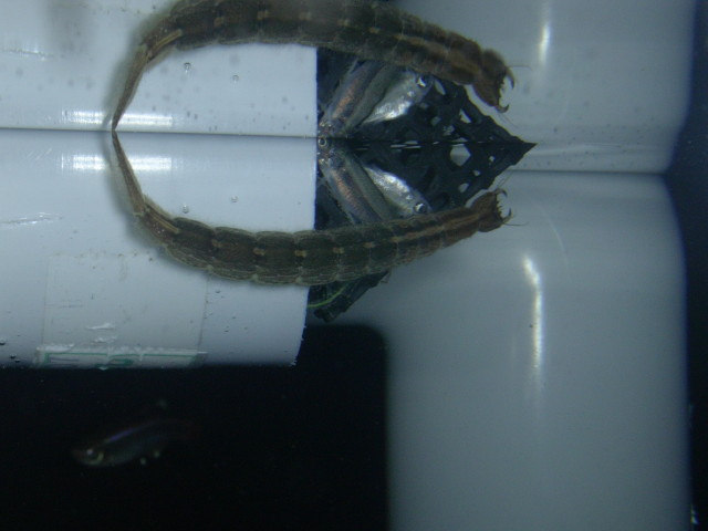 img0111.jpg