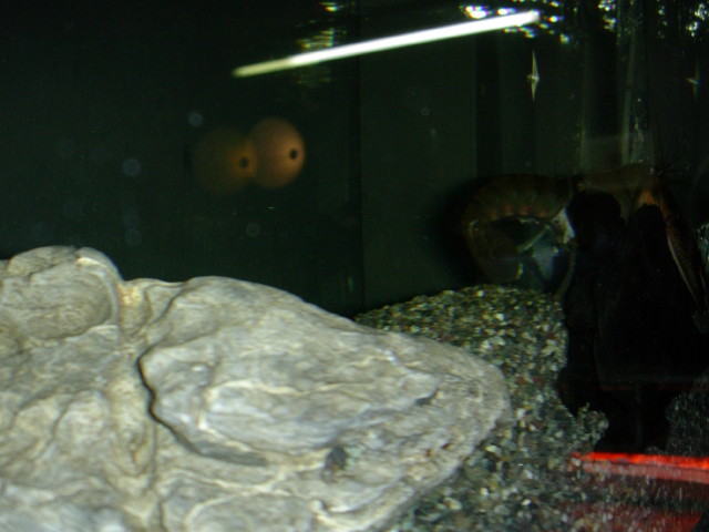 img0202.jpg