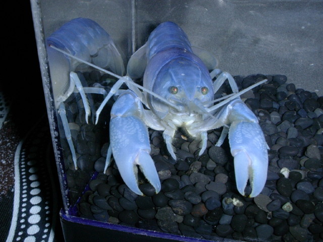 img0243.jpg