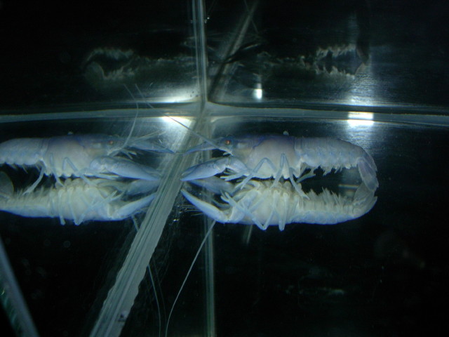 img0388.jpg